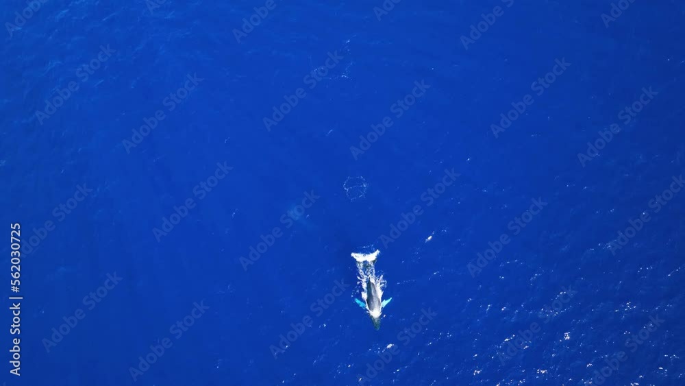 Stunning Aerial Of Humpback Whales Migrating To The Warm Coastal Waters Of Maui During Their Long Migration Journey From Alaska. Stunning Aerial Of Humpback Whales Migrating To The Warm Coastal Waters Of Maui During Their Long Migration Journey From Alaska.