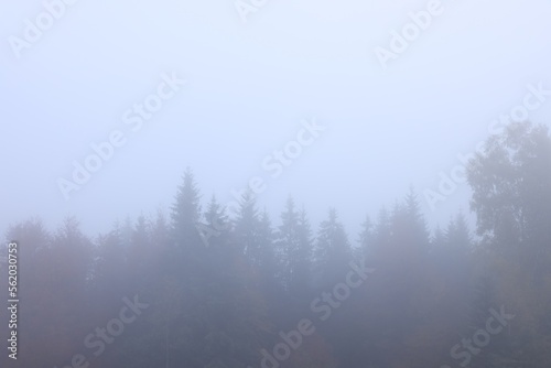 Beautiful view of foggy trees in morning
