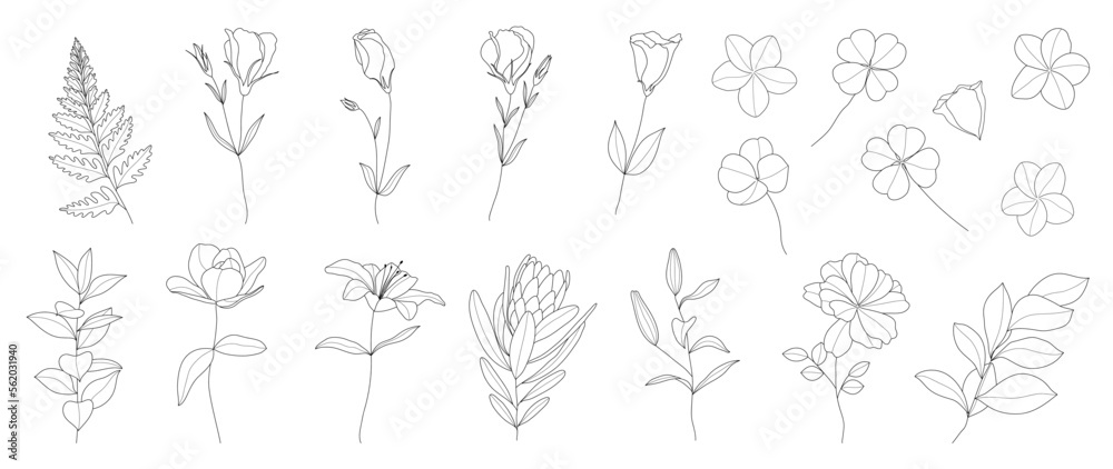 Set of hand drawn botanical flowers line art vector. Collection of black white drawing contour simple rose, lily flowers, clover. Design illustration for print, logo, cosmetic, poster, card, branding.