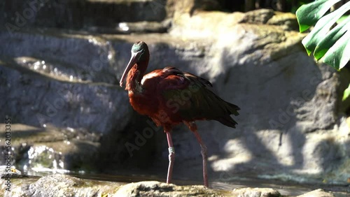 Glossy ibis, plegadis falcinellus with iridescent plumages walking on the rock, foraging and grooming by the water cascades in bright sunlight, close up shot. photo