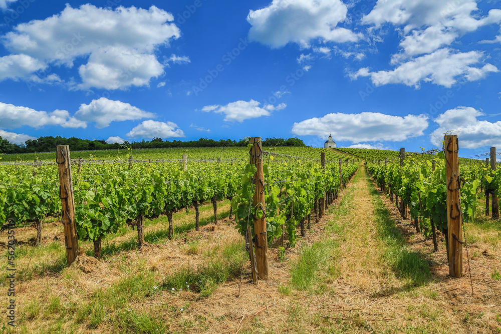 Picturesque vineyard in Tarcal (Tokaj region)