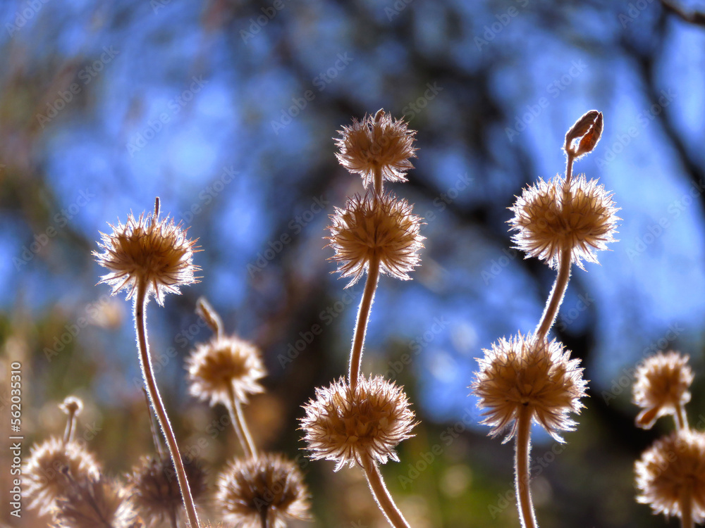 Obraz premium background of dried flowers close-up backlit