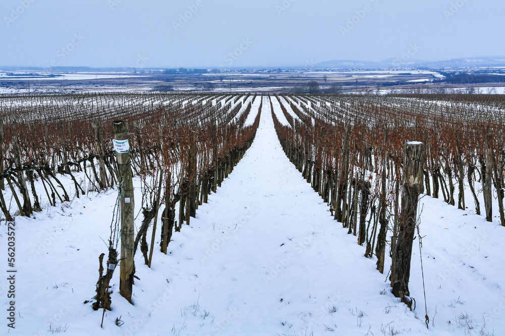 Obraz premium Winer wonderland in the Tokaj region