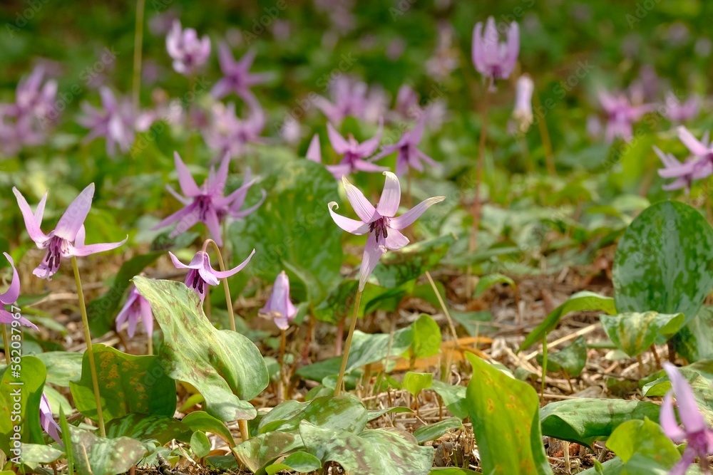 Dogtooth violet in full blooming Dogtooth violet in full blooming