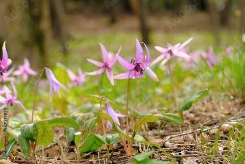 Dogtooth violet in full blooming