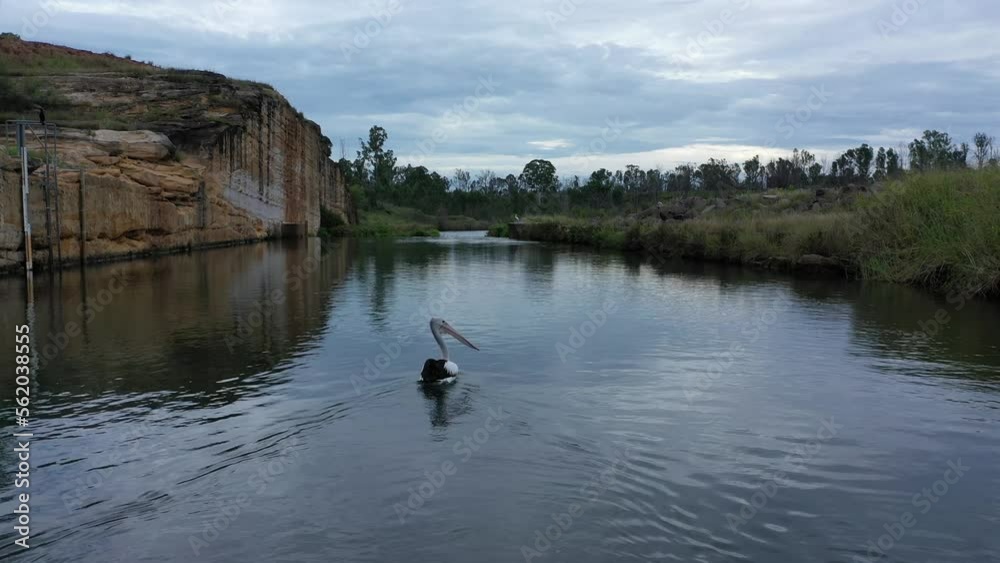 Drone shot following Swan swimming along river. Australia 4k Drone shot following Swan swimming along river. Australia 4k