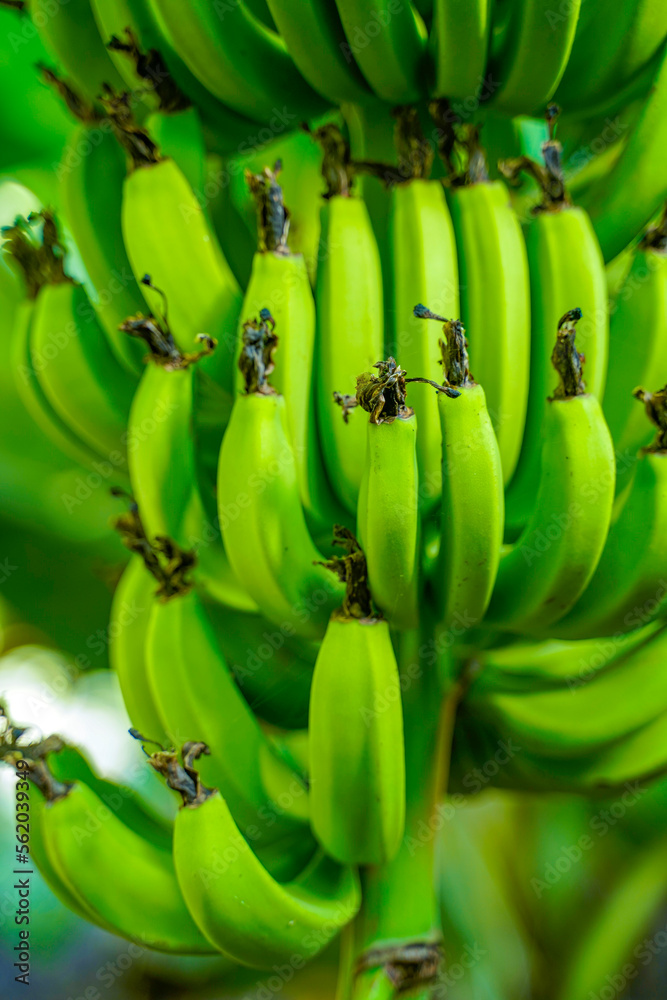 Banana bunch on tree branch at agriculture field. Banana bunch on tree branch at agriculture field.