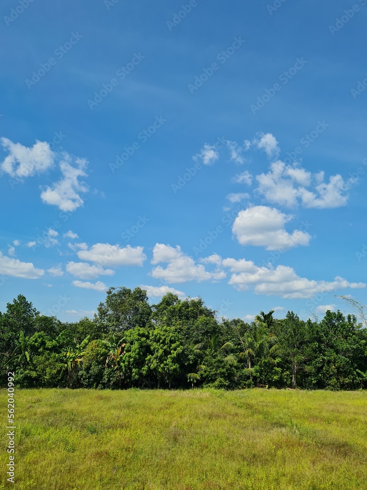 bright blue sky Beautiful trees and grass bright blue sky Beautiful trees and grass