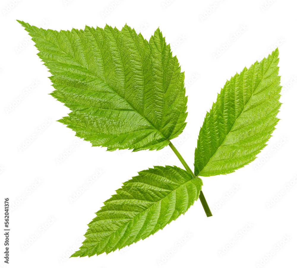 Leaf blackberry. Leaf clipping path. Blackberry leaf macro studio photo. Full depth of field Leaf blackberry. Leaf clipping path. Blackberry leaf macro studio photo. Full depth of field