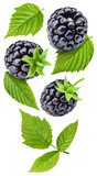 Blackberry. Fresh organic blackberry isolated on white background. Blackberry macro