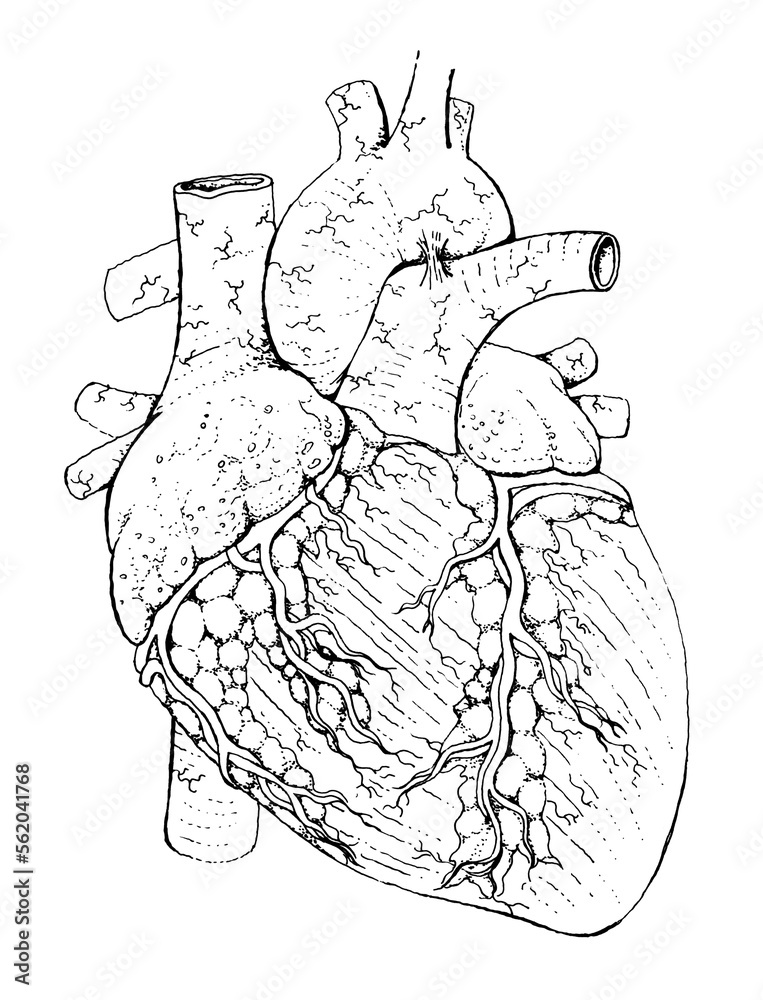 Human heart anatomy drawing - detailed black and white illustration ...