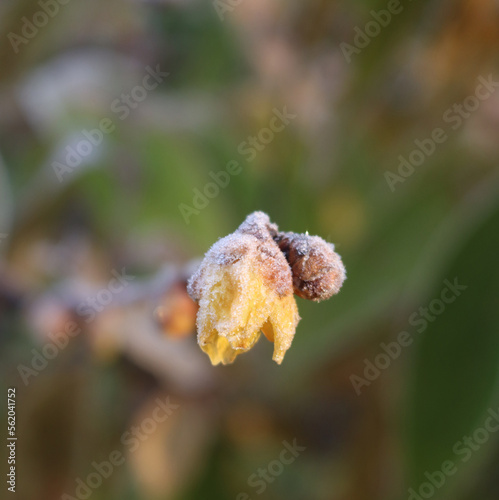 Close-up of frost on Chimonanthus praecox or Calycanthus in bloom in the garden. Detail of Wintersweet bush with yellow blossom on winter  photo