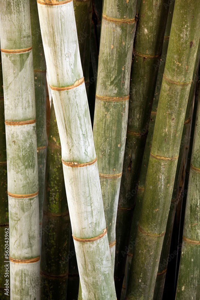 Bamboos are a diverse group of evergreen perennial flowering plants making up the subfamily Bambusoideae of the grass family Poaceae. Giant bamboos are the largest members of the grass family. Bamboos are a diverse group of evergreen perennial flowering plants making up the subfamily Bambusoideae of the grass family Poaceae. Giant bamboos are the largest members of the grass family.