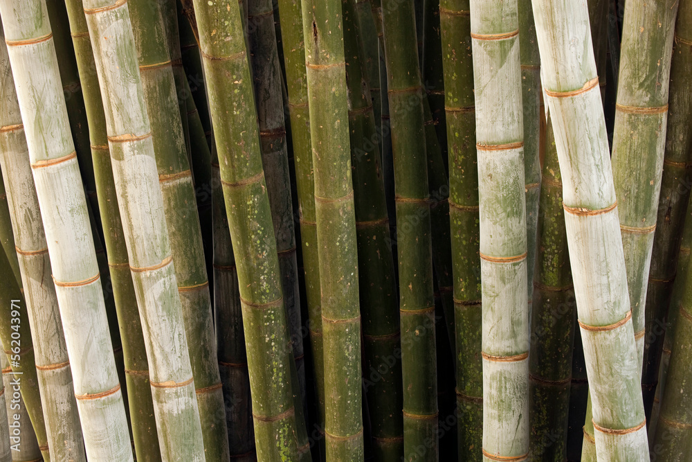 Bamboos are a diverse group of evergreen perennial flowering plants making up the subfamily Bambusoideae of the grass family Poaceae. Giant bamboos are the largest members of the grass family. Bamboos are a diverse group of evergreen perennial flowering plants making up the subfamily Bambusoideae of the grass family Poaceae. Giant bamboos are the largest members of the grass family.