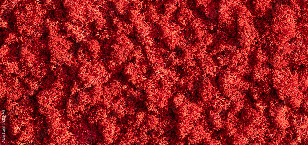 Abstrakt red background,red colored moss,grunge background with space,art background for design, Abstrakt red background,red colored moss,grunge background with space,art background for design,