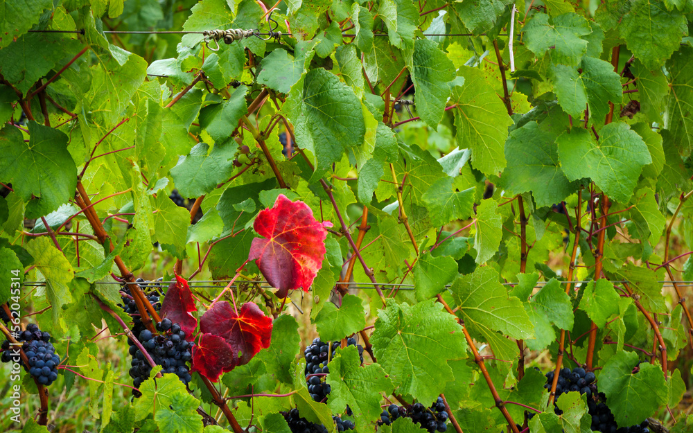 Red leaves on grape vines are caused by biotic (viruses, bacteria, and
