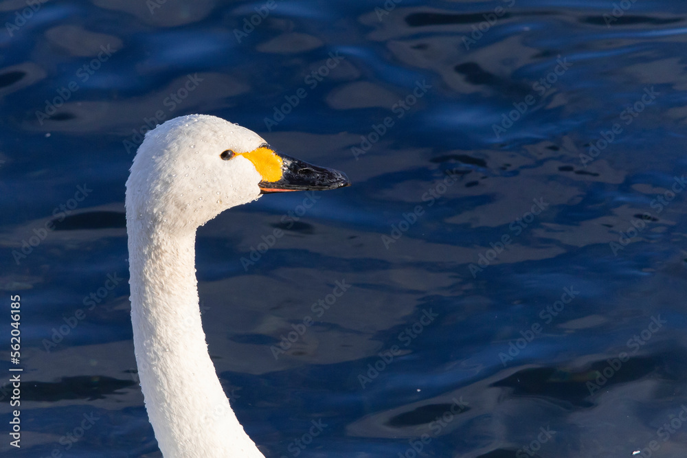 Fototapeta premium 水面から何かを見つめるコハクチョウ