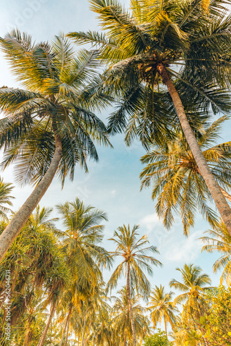 Fototapeta Naklejka Na Ścianę i Meble -  Summer beach background palm trees against blue sky banner panorama, travel destination. Tropical beach background with palm trees silhouette at sunset. Vintage effect. Meditation peaceful nature view