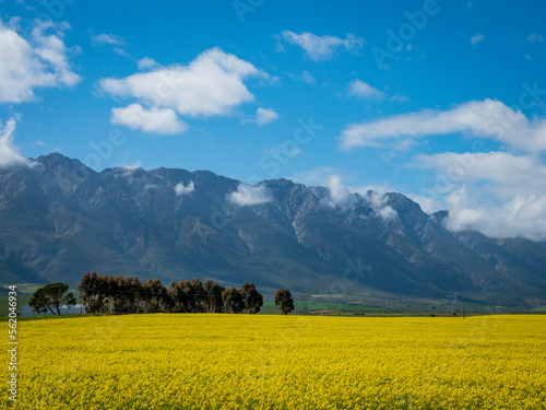Canola or rapeseed fields and the Witzenberg Mountains near Tulbagh. Boland. Western Cape. South Africa