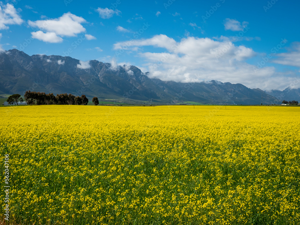 Canola or rapeseed fields and the Witzenberg Mountains near Tulbagh. Boland. Western Cape. South Africa