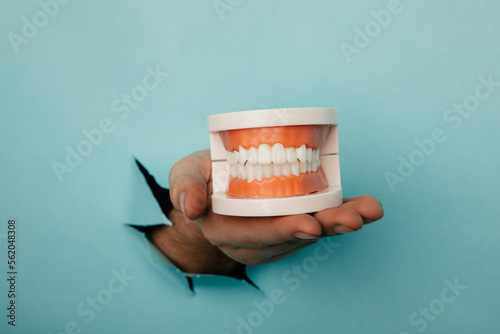 Male hand holds a plastic human jaw with white even teeth on a blue background photo