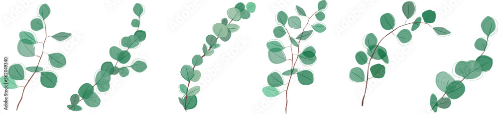Obraz premium Eucalyptus branches collection.Eucalyptus silver dollar , natural leaves and branches designer art tropical elements set. Hand drawn,one line eucalyptus leaves and branches.