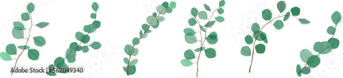 Eucalyptus branches collection.Eucalyptus silver dollar , natural leaves and branches designer art tropical elements set. Hand drawn,one line eucalyptus leaves and branches.