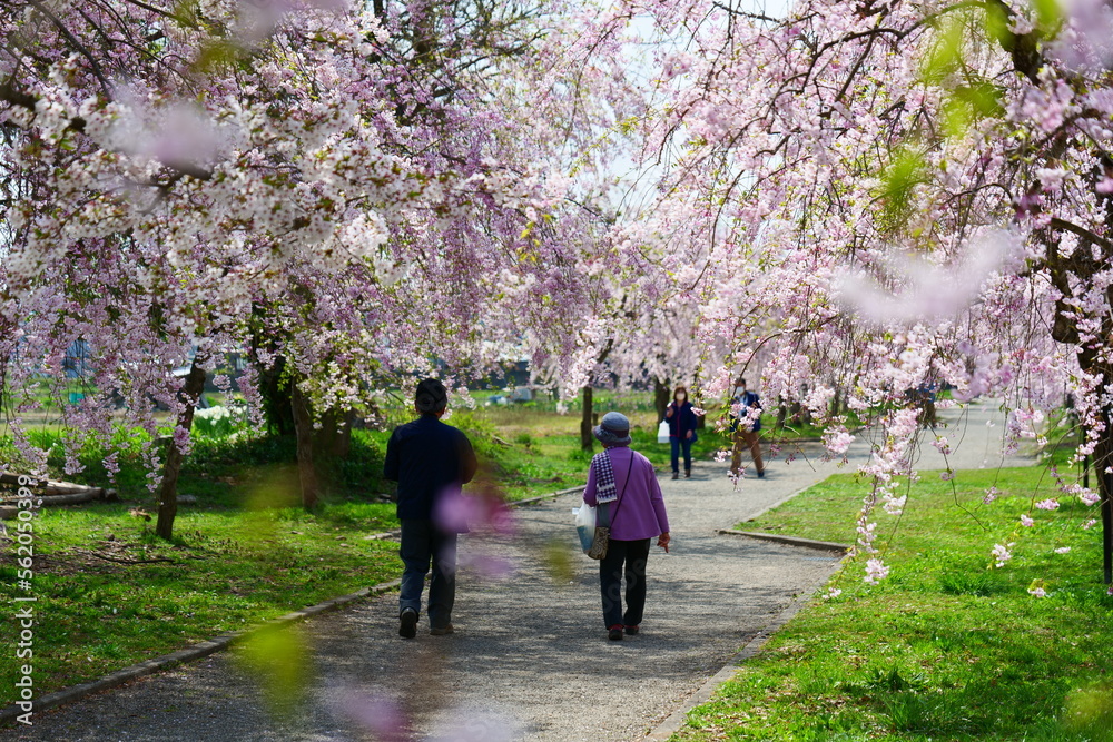 日中線の枝垂桜並木。喜多方、福島、日本。４月下旬。