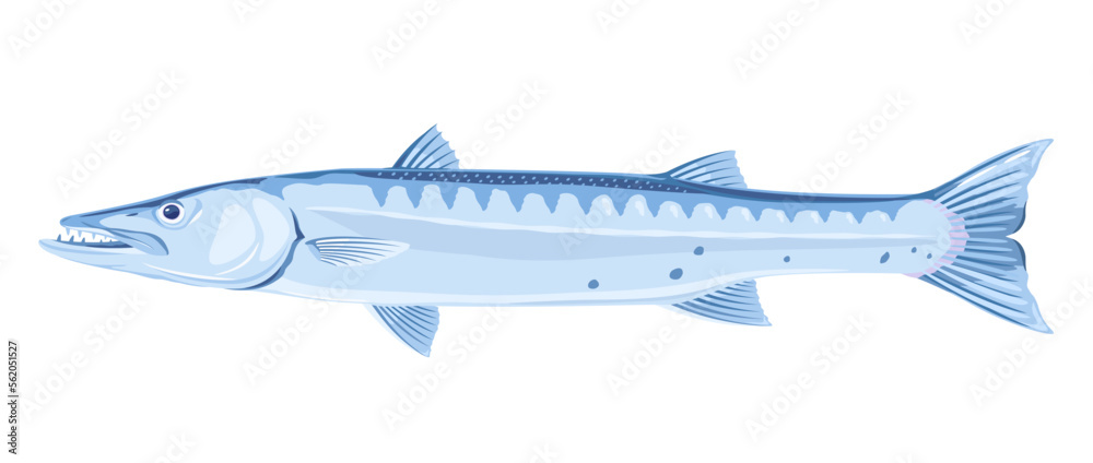 One barracuda fish in side view, high quality illustration of sea fish, realistic ray-finned fish illustration on white background One barracuda fish in side view, high quality illustration of sea fish, realistic ray-finned fish illustration on white background