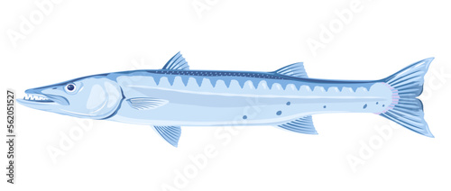One barracuda fish in side view, high quality illustration of sea fish, realistic ray-finned fish illustration on white background