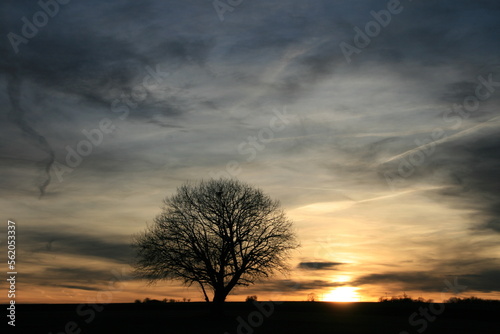 Baum mit Sonnenuntergang