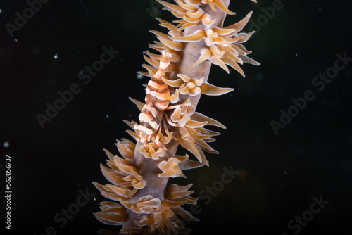 A tiny shrimp is hiding on the coral branch between spikes