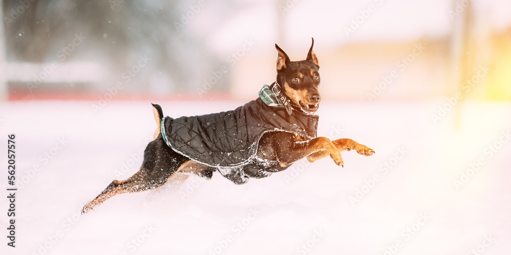 Obraz premium Funny Black Miniature Pinscher Zwergpinscher, Min Pin Dog Playing And Running Outdoor In Snow, Winter Season.