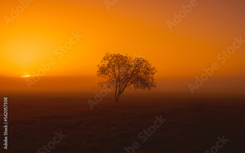 Mysterious foggy landscape over the field with one tree