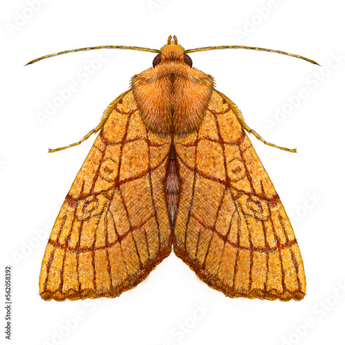 Orange Sallow Moth photo