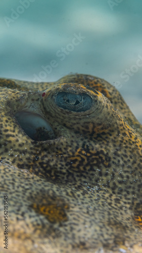 close up of a golden stingray