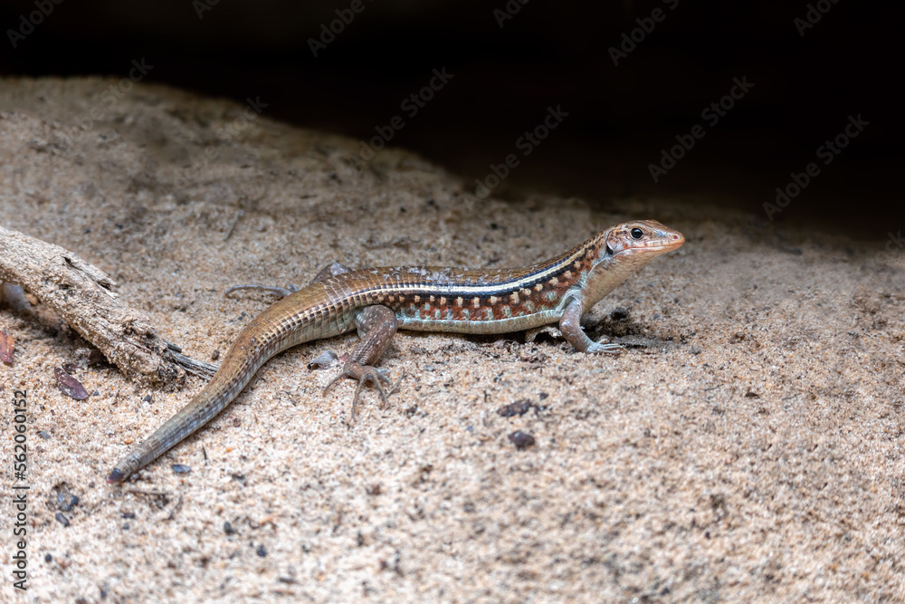 Zonosaurus karsteni, Karsten's girdled lizard, endemic species of lizard in the family Gerrhosauridae, Tsingy De Bemaraha, Madagascar wildlife animal Zonosaurus karsteni, Karsten's girdled lizard, endemic species of lizard in the family Gerrhosauridae, Tsingy De Bemaraha, Madagascar wildlife animal