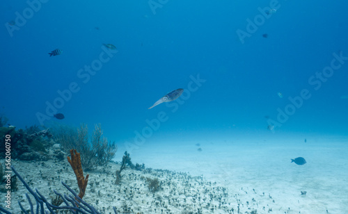 close of a squid in the coral in en ocean close to the coral reef © Juanmarcos