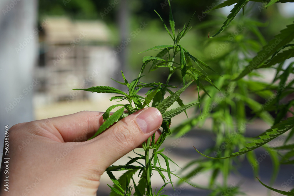 Hand hold cannabis tree for check Hand hold cannabis tree for check