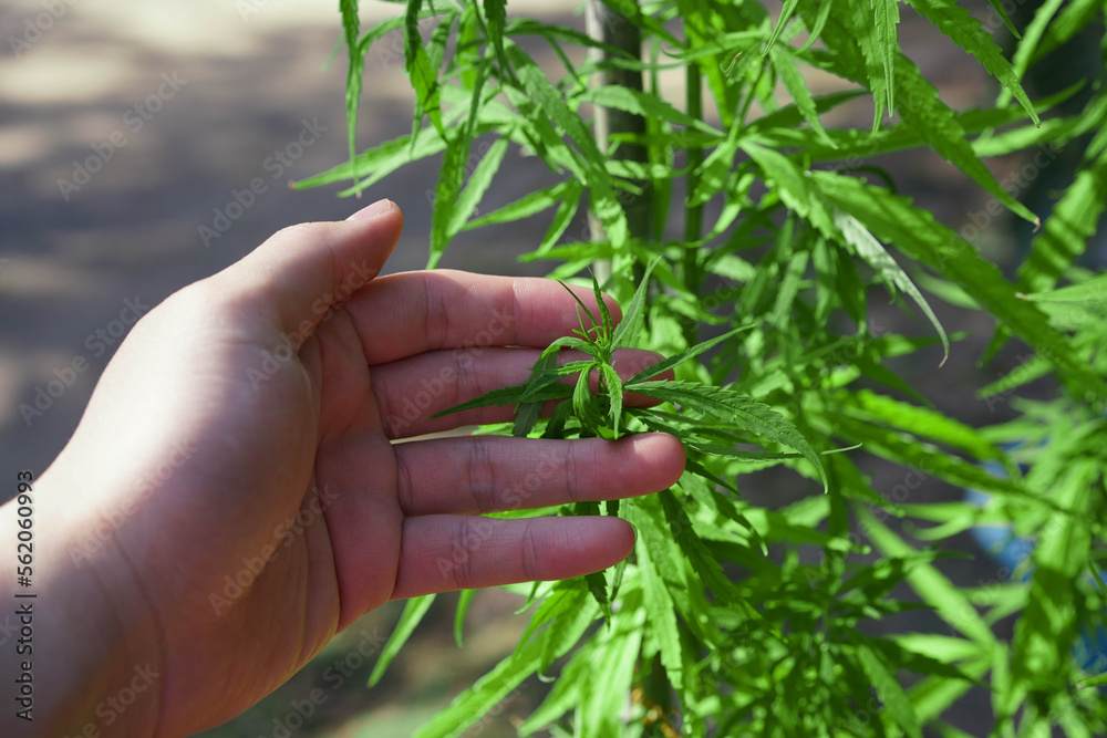 Hand hold cannabis tree for check Hand hold cannabis tree for check