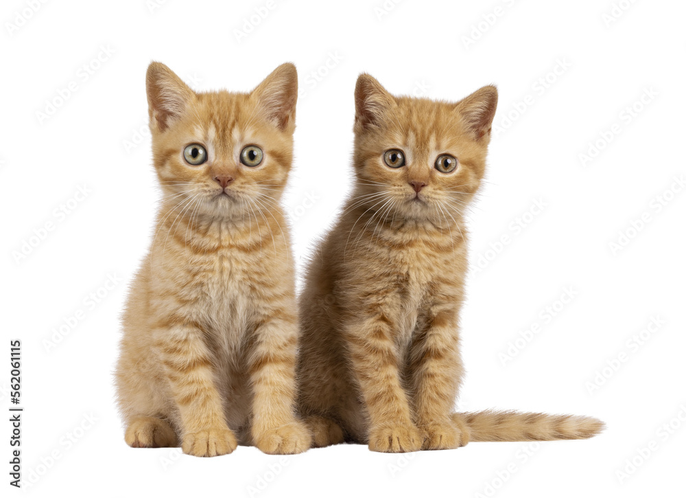 2 Red British Shorthair cat kittens, sitting beside each other facing camara. Both looking straight to camera. Isolated cutout on a transpareRed British Shorthair cat kittens on transparent background 2 Red British Shorthair cat kittens, sitting beside each other facing camara. Both looking straight to camera. Isolated cutout on a transpareRed British Shorthair cat kittens on transparent background