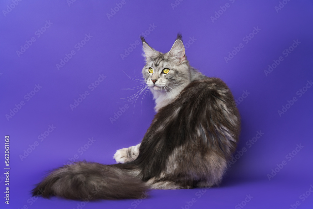 Rear view of cat looking over shoulder to side. Domestic Longhair Maine Coon Cat with big fluffy tail black silver classic tabby and white color. Part series of sitting cute kitty on blue background