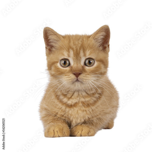 Canvas Print Red British Shorthair cat kitten, laying down facing front