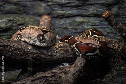 Serpientes sobre tronco caído (Boa Constrictor)