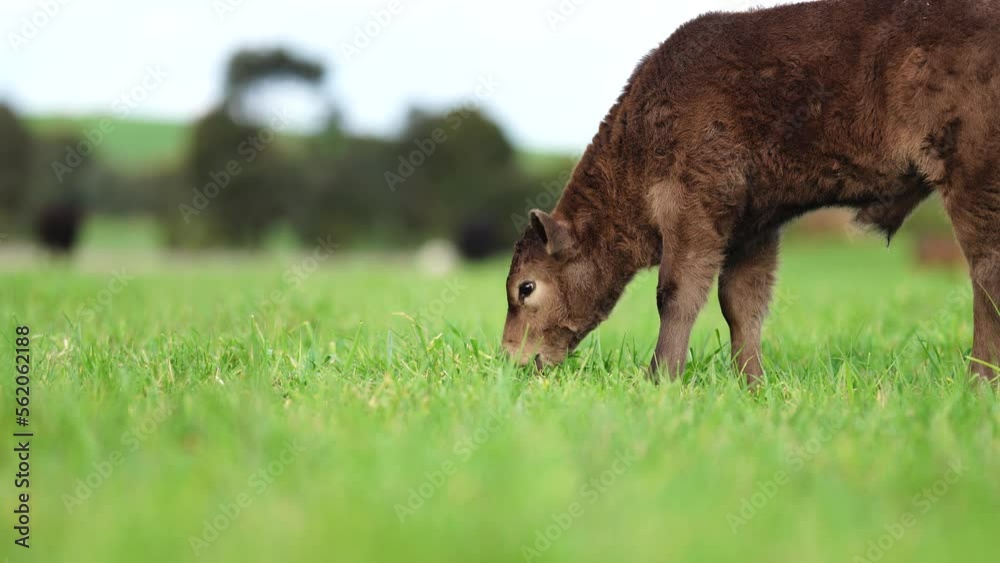 regenerative agriculture on a farm in australia, growing soil microbes regenerative agriculture on a farm in australia, growing soil microbes