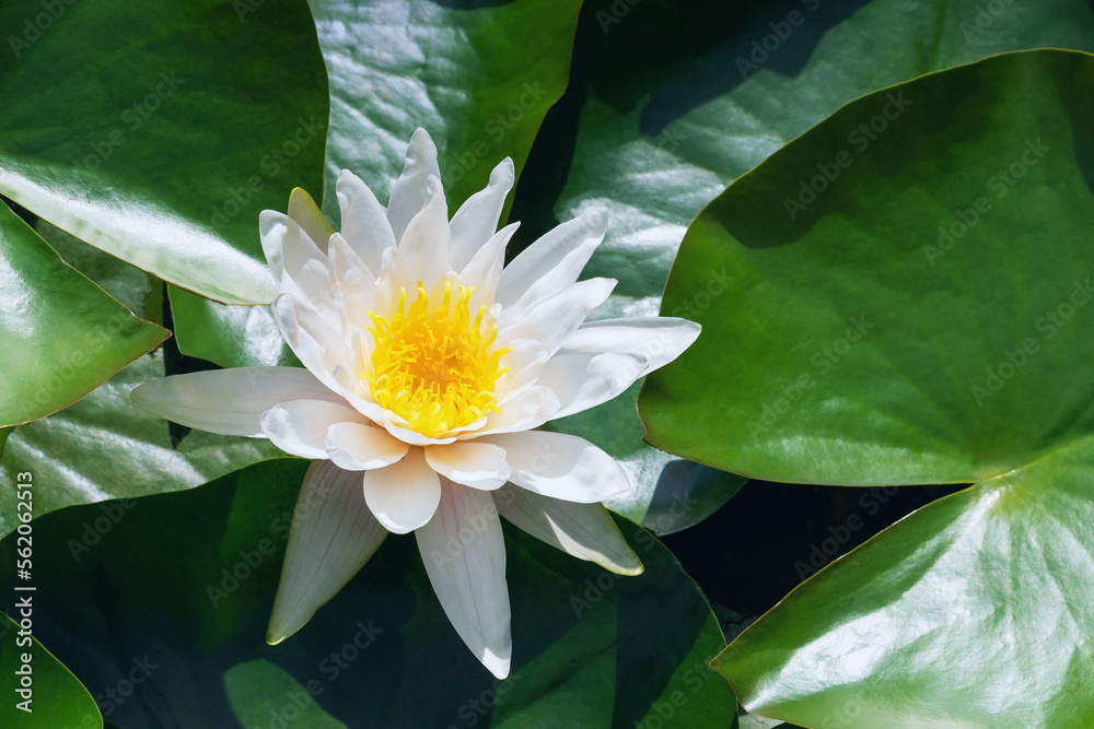 White blooming water lily lit by the sun, close-up White blooming water lily lit by the sun, close-up