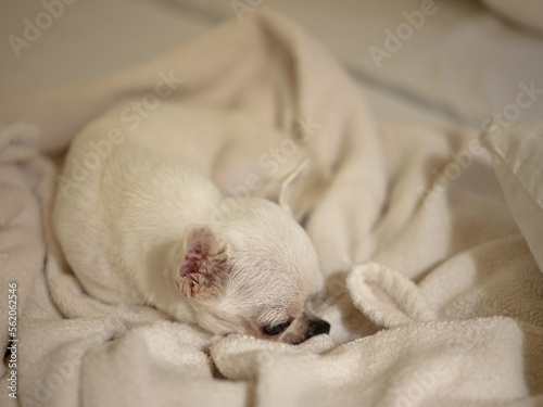 A cute chihuahua under blanket in bed dreaming sweet dreams .
