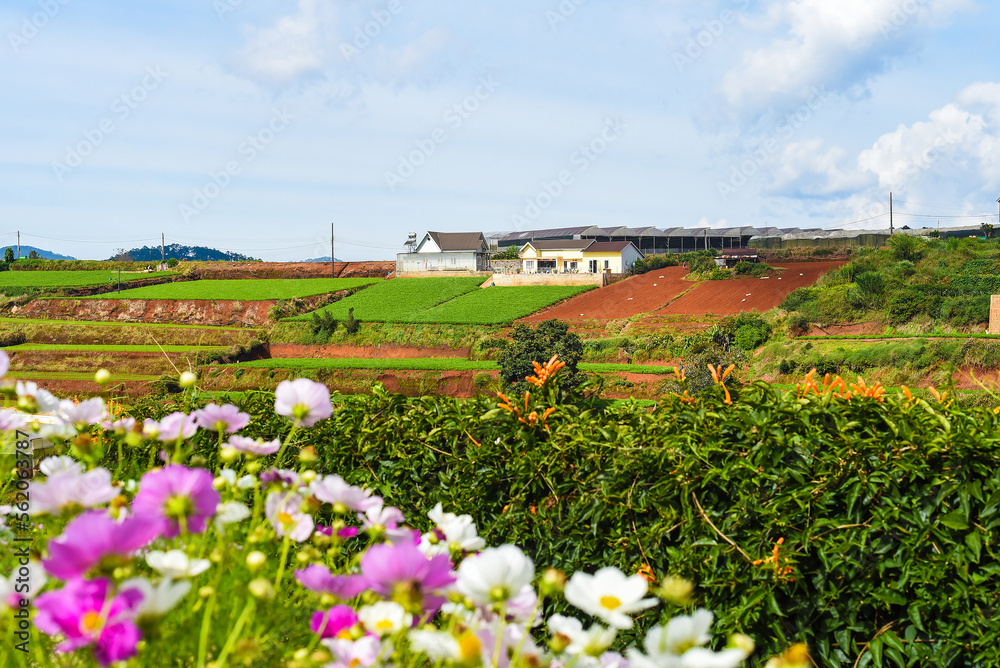 Hills and plantations of Da Lat city in Vietnam
