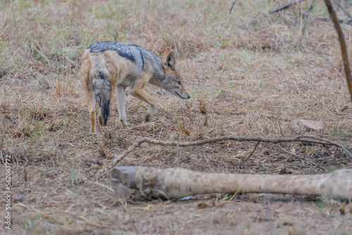 The black-backed jackal, also called the silver-backed jackal, is a medium-sized canine native to eastern and southern Africa.. photo