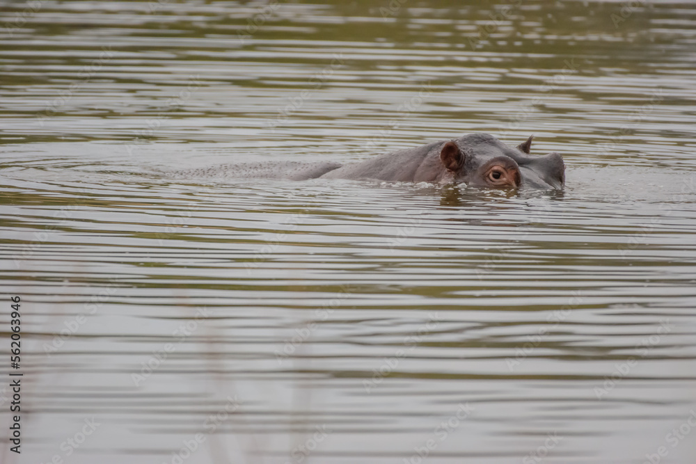 Fototapeta premium You can observe hippos in South Africa near Hoedspruit.